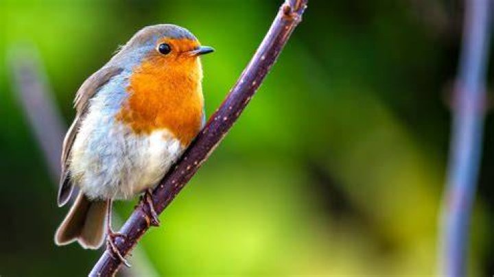 Do birds use roosting pockets?