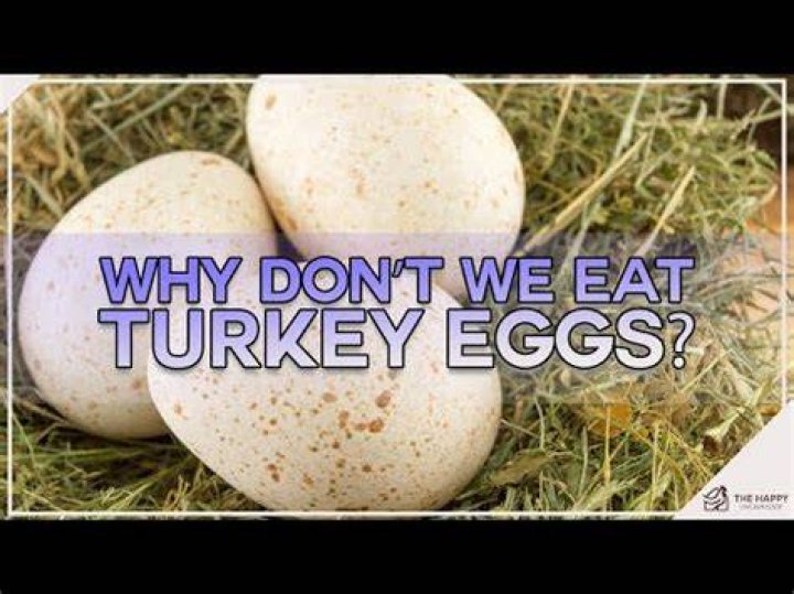 Do broad breasted turkeys lay eggs?