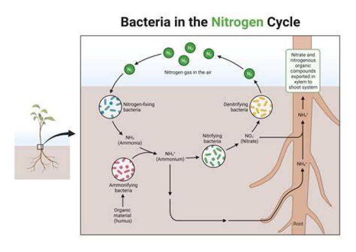 Does nitrifying bacteria need light?
