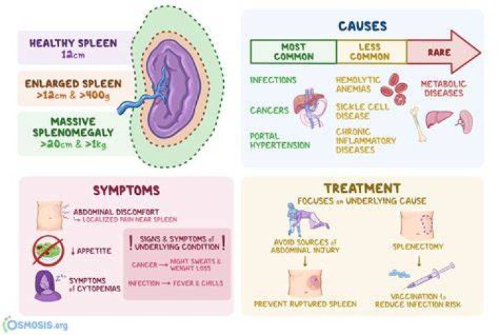 Does splenectomy affect immune system?