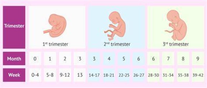 How many weeks is term time?