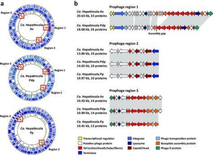 Is a prophage a virus?