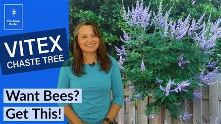 Is chaste tree the same as vitex?