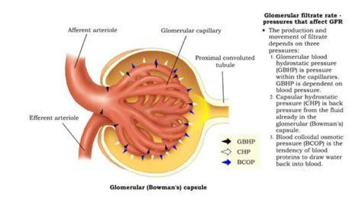 What is glomerular hydrostatic pressure?