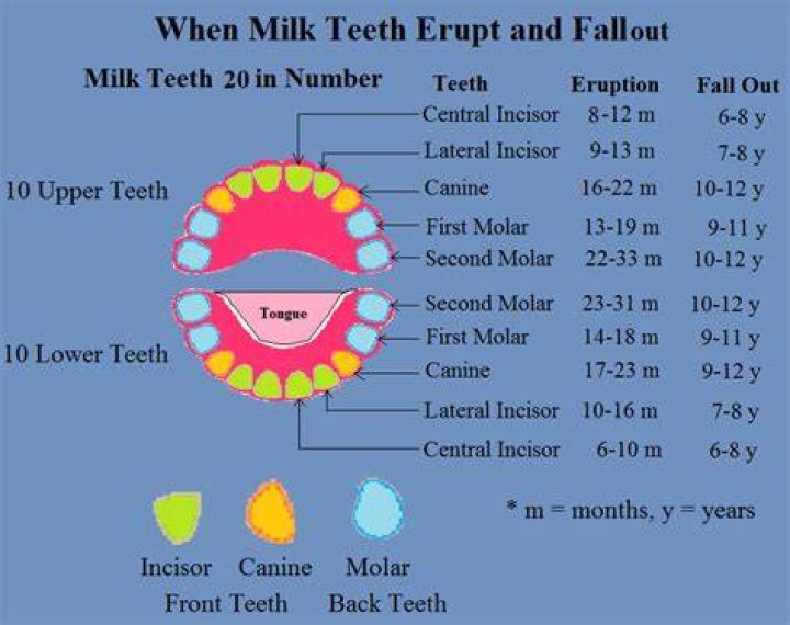When does milk tooth fall?