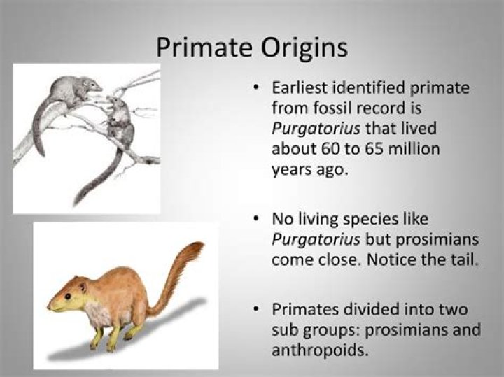 Where did prosimians come from?