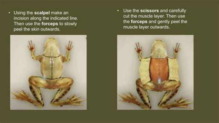 Where do dissection frogs come from?