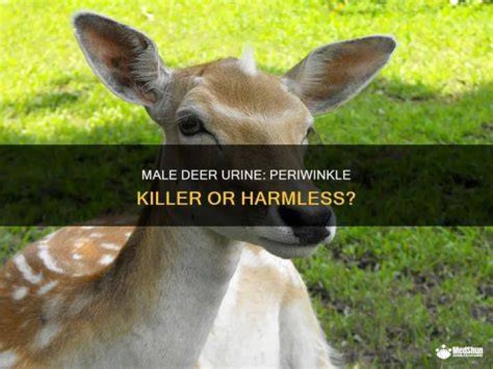 Will deer eat periwinkle?